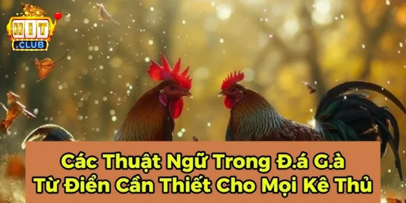 Thuật ngữ trong đá gà là gì?