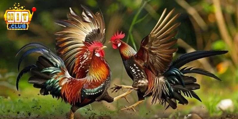 Các thuật ngữ trong đá gà Tổng quan những khái niệm thường gặp 3 Vì sao nhiều người tìm hiểu các thuật ngữ này?