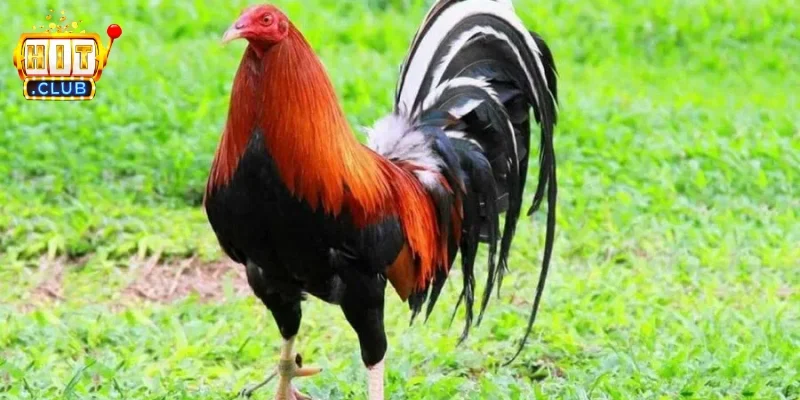 Gà siêu Mỹ - Tổng quan về giống gà phổ biến trong trận đấu 4 Tìm hiểu thông tin một cách có chọn lọc